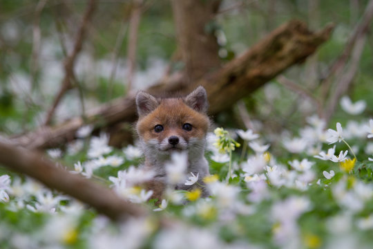 b&eacute;b&eacute; renard dans les fleurs dans la foret