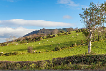 Fototapeta na wymiar Scenic Landscape in Ireland