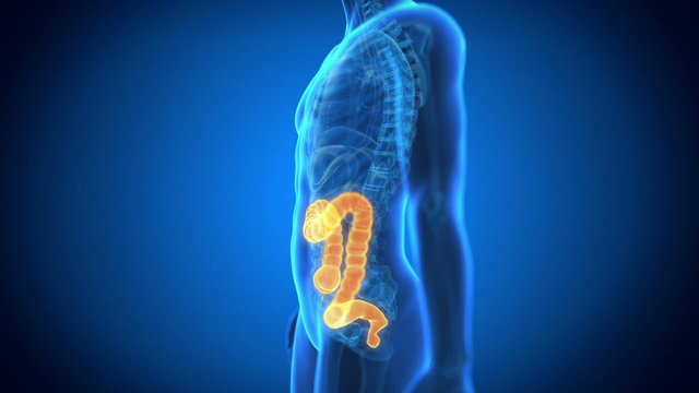 Medical animation - male organs - colon