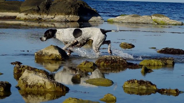 Dog playing in water.