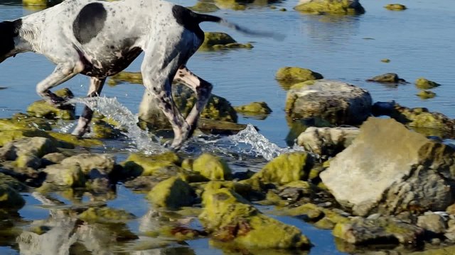 Dog playing in water.