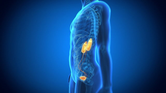 Medical animation - male organs - kidneys and bladder