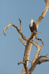 The African Fish Eagle