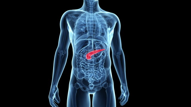 Medical animation - male organs - pancreas