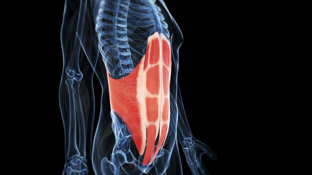 Medical animation - highlighted muscle - abs