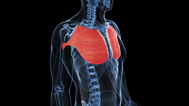 Medical animation - highlighted muscle - pectoralis major