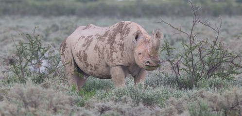 Black (hooked-lipped) rhinoceros (Diceros bicornis)