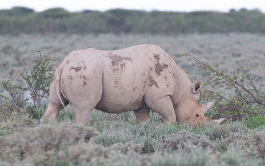 Fototapeta premium Black (hooked-lipped) rhinoceros (Diceros bicornis)