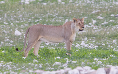 Lioness walking on the plains of Etosha