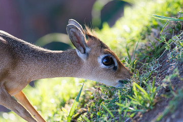 Kirk Dik-dik (Madoqua kirkii)