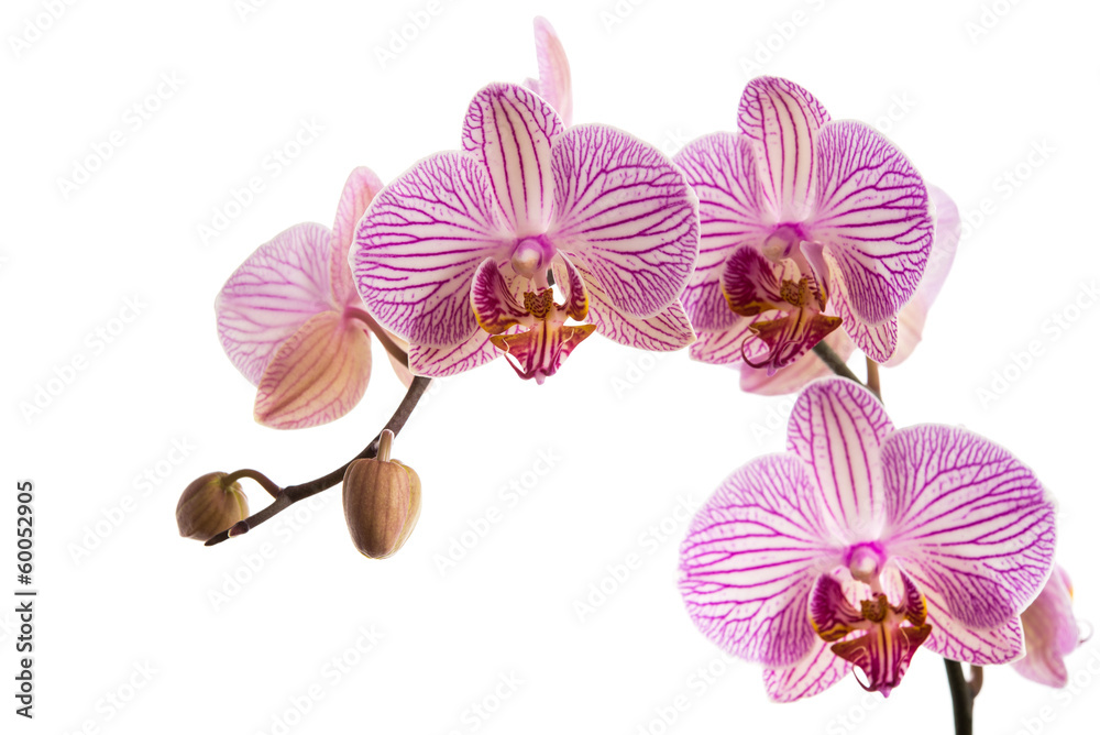 Sticker orchideernrispe