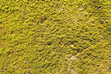 Green Moss Seamless Tileable Texture