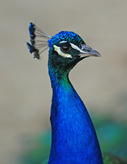 Obraz premium Head of Peacock