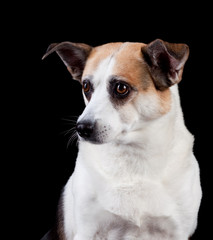 Dog portrait isolated on black background