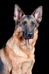 Shepherd dog portrait isolated on black background