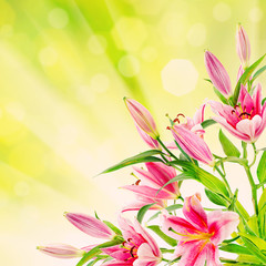 Fototapeta na wymiar Pink lilies background