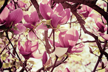 Fototapeta na wymiar Kwiaty magnolii