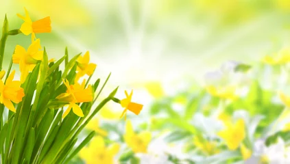 Afwasbaar Fotobehang Narcis Gele bloemen in het voorjaar