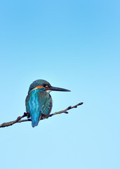 止まり木のカワセミ