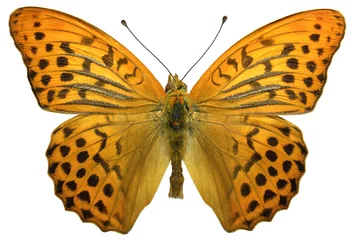 Plaid mouton avec photo Papillon Isolated male Silver-washed Fritillary