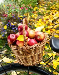 apples in wicker basket
