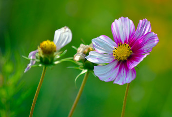 Cosmos flowers