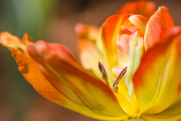 Coldup Red and Yellow Colored Tulip Flower