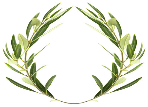 couronne d'olivier sur fond blanc