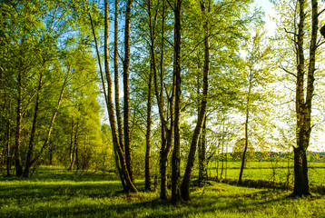 Naklejka premium wiosenny gaj brzozowy