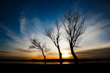 Fototapeta na wymiar Trees at sunset