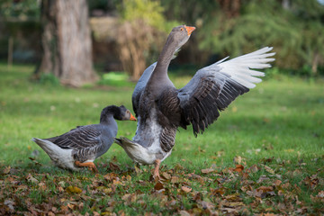 Couple d'oie