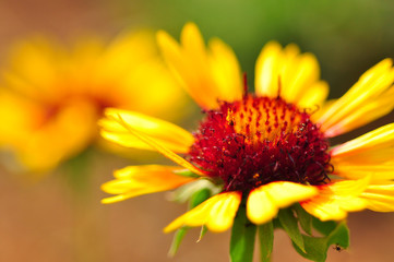 Yellow daisy close up