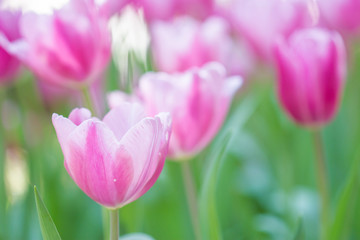 Fototapeta premium Beautiful bouquet of tulips