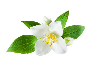 Naklejka na ściany i meble Jasmine kwiat na białym tle