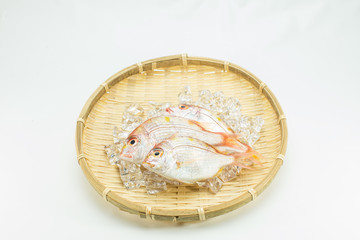 新鮮な鯛