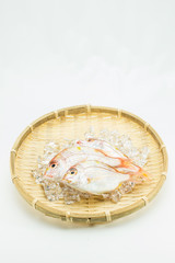 新鮮な鯛