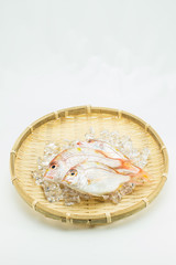 新鮮な鯛