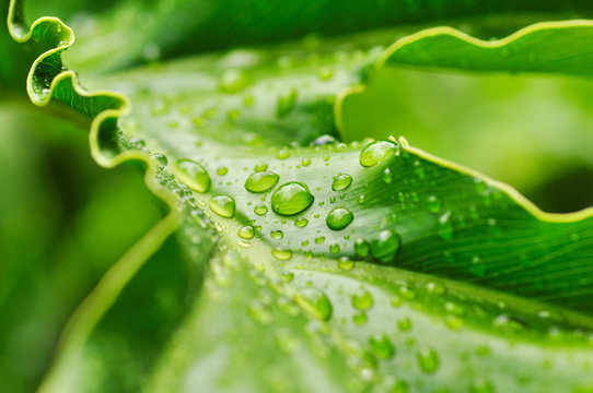 Rain drops on a ficus leaf