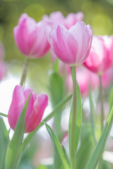 Obraz na płótnie Canvas Beautiful bouquet of tulips
