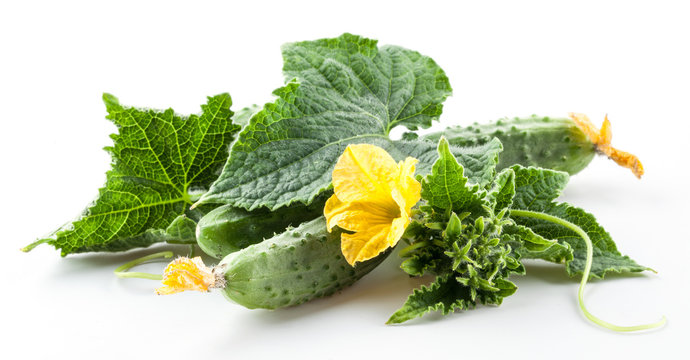 Branch of cucumbers with leaves and flowers