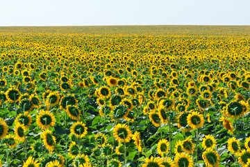 Sunflowers