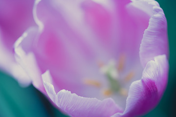 Coldup pink Colored Tulip Flower
