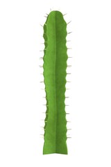 realistic 3d render of cactus