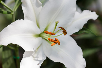 Lily flower close up