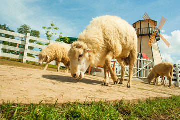 Obraz premium Smile Sheep in Thailand
