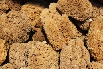 Natural sponges