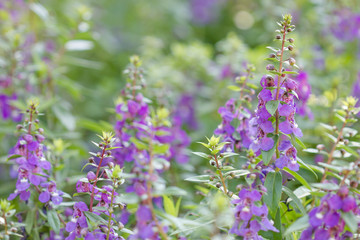 Purple flower in the garden