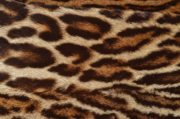 pelle di leopardo dell'Amur