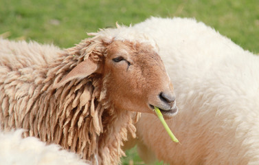 Naklejka premium Sheep