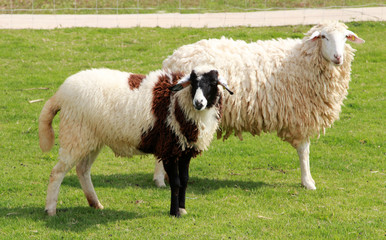 Naklejka premium Sheep